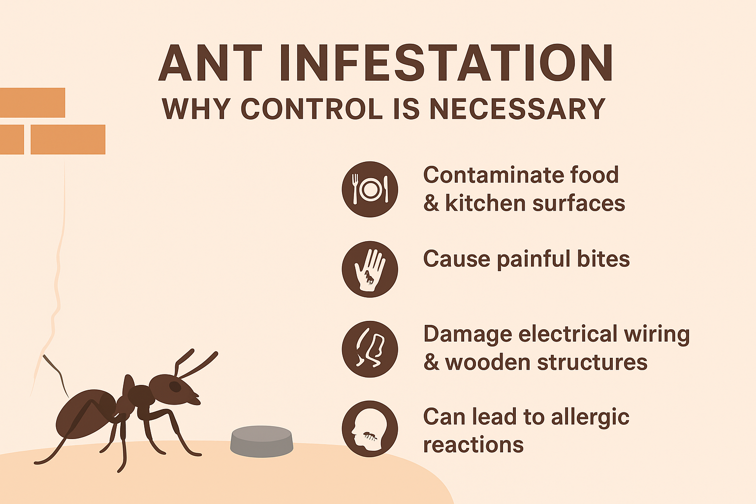Professional Ant Control Services