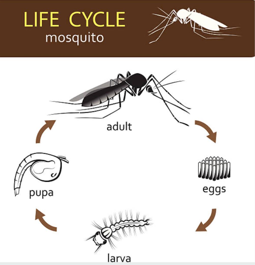 Effective Mosquito Control Services